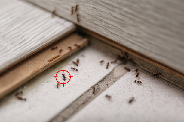 Best Best Pest Control Companies  in Pelican Bay, TX