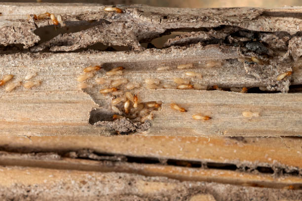 Best Affordable Pest Control Services  in Pelican Bay, TX